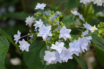 甲府・春日通り商店街・紫陽花