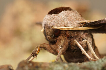 Closeup on the head of an Eyed Hawk-moth, Smerinthus ocellatus sitting on wood