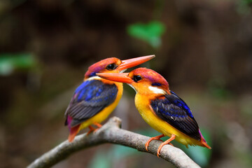 pair of coloful birds perching on stick infront of dirt cliff while digging hole for their nest during breeding season, black-backed kingfisher