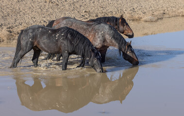 Fototapeta premium Wild Horses Drinking at Desert Waterhole in Utah in Spring