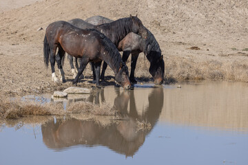 Fototapeta premium Wild Horses Drinking at Desert Waterhole in Utah in Spring