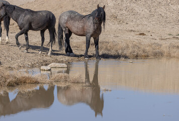 Wild Horses Drinking at Desert Waterhole in Utah in Spring