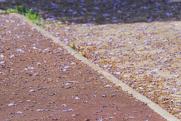 Petals from a blooming jacaranda tree on the sidewalk in a tropical country in spring