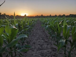 corn field at sunset