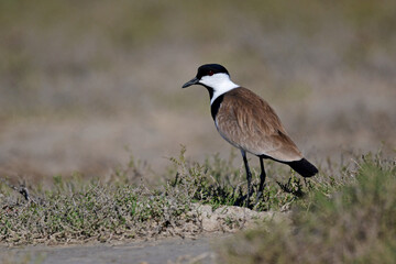Spornkiebitz // Spur-winged lapwing (Vanellus spinosus) - Axios Delta, Griechenland