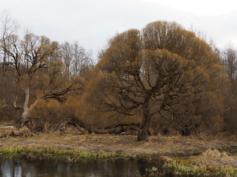 Rural Landscape. Old Willows On The Banks Of The River In The Park Of The Roerich Estate Museum. Izvara, Russia.