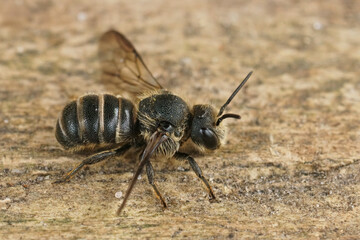 Detailed closeup on a cleptoparasite Banded dark bee, Stelis punctulatissima, sitting on wood ,with open wings