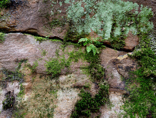 Obraz premium Layers of Droop sandstone with ferns, moss, and lichens growing on surface and in crevices in Beartown State Park in West Virginia.