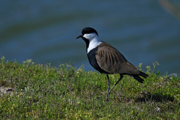 Spur-winged lapwing // Spornkiebitz (Vanellus spinosus) - Axios Delta, Greece