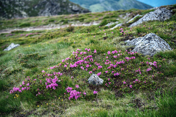 Rhododendron flowers in nature