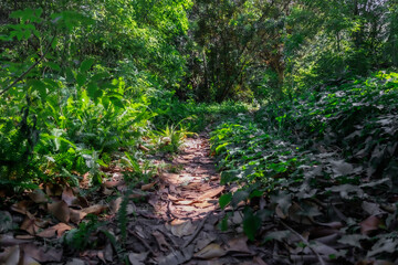 single pathway through the jungle