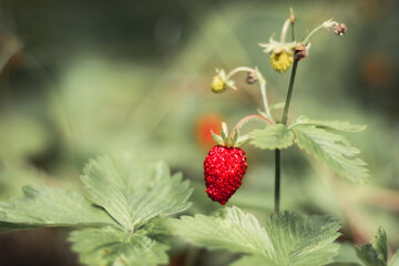 Red wild strawberry in the forest.