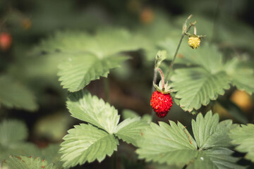Wild strawberry in the forest.