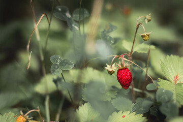 Wild strawberry among leaves, flowers and clover.