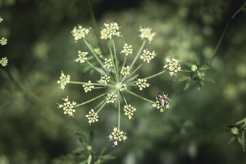 Fly on a parsley flower.