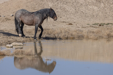 Fototapeta premium Wild Horse at Desert Waterhole in Utah in Spring