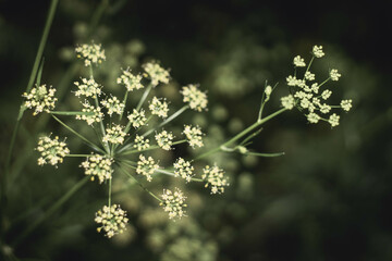 Parsley flowers on the dark background.