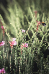 Bumblebee on a pink flower. Bumblebee in flight.