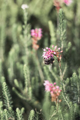Bumblebee on a pink flower.