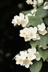 Blooming white jasmine on the dark background.