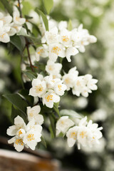 Blooming white jasmine.