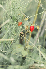 Wild strawberry plant.
