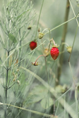wild strawberry in the forest