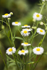 White flowers on the green background.