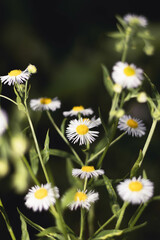 White daisy flowers on the green background.