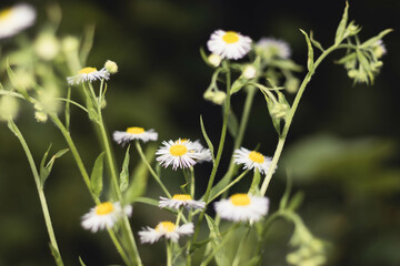 White daisy flowers on the green background.