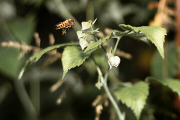 Bee on the plant