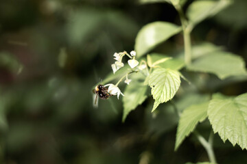 Bumblebee on the green plant.