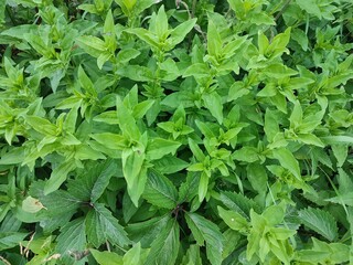 green leaves background