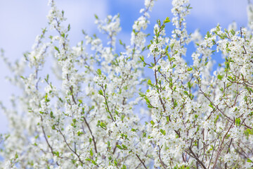 cherry and pear branch with white flowers and leaves on a blue sky background