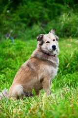 Brown mixed beautiful dogs and green background.