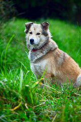 Brown mixed beautiful dogs and green background.