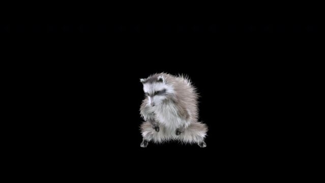 raccoon Dance CG fur 3d rendering animal realistic CGI VFX Animation Loop composition 3d mapping cartoon, with Alpha matte