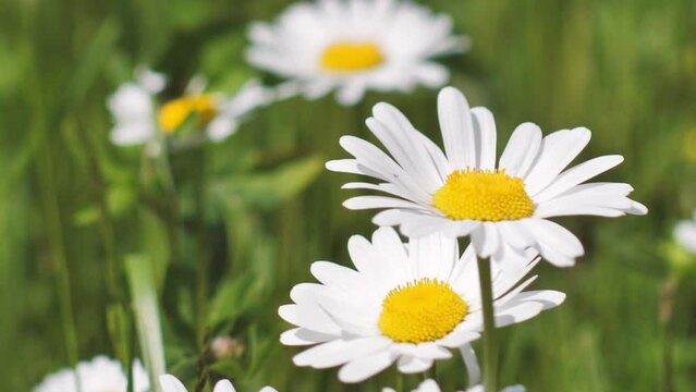 Daisies in the meadow at sunset. Solstice crown flowers. White summer flowers in the pasture.