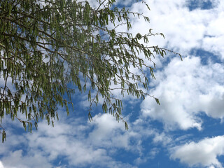 young birch tree blooms against the background of a blue sky with clouds