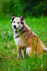 Brown mixed beautiful dogs and green background.