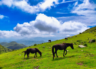 Asturcon breed horses grazing in the Sierra del Sueve, Colunga and Parres municipalities, Asturias, Spain