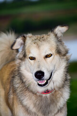 Brown mixed beautiful dogs and green background.