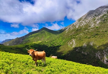 Cow grazing in the Sierra del Sueve, Colunga and Parres municipalities, Asturias, Spain