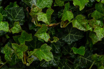 ivy leaves after rain