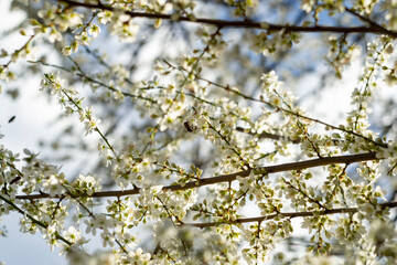 branches in blossom