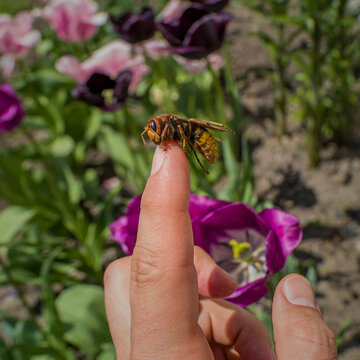 Big hornet on human finger on flowers background