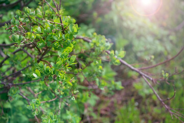 branches of green blueberry bushes in the forest against the backdrop of greenery and sun light