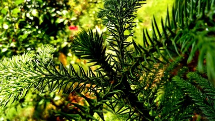 Eye full of Greenery