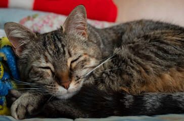 Fototapeta na wymiar Fotografía de un gato color pardo durmiendo.