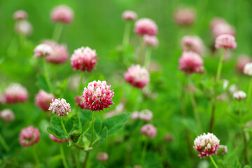 Fototapeta premium Сlover flowers on summer field in green grass